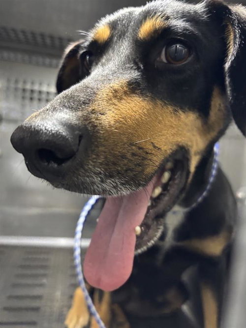 *BENNY - Doberman Pinscher available for adoption