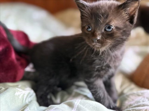 *LITTLE BEAR - Domestic Short Hair available for adoption