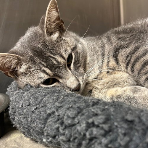 *HONEY BOY - Domestic Short Hair available for adoption