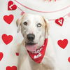 adoptable Dog in  named ODIN