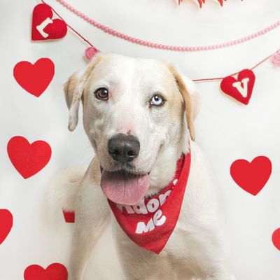 ODIN - Great Pyrenees available for adoption