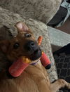 adoptable Dog in  named *TOPAZ