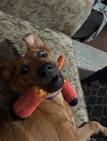 *TOPAZ - Catahoula Leopard Dog / German Shepherd Dog available for adoption