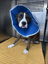 adoptable Dog in  named *COOKIE