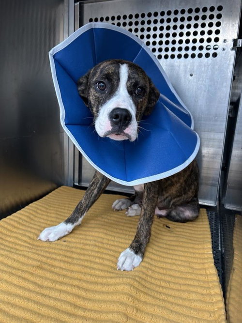 *COOKIE - Boxer available for adoption