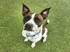 adoptable Dog in  named OREO