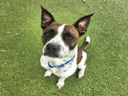 OREO - Catahoula Leopard Dog available for adoption