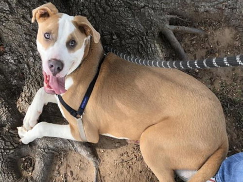 WAFFLE FRY - American Staffordshire Terrier / Siberian Husky available for adoption
