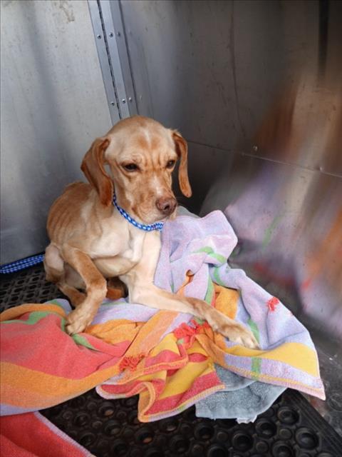 *LUCY - Cocker Spaniel / Beagle available for adoption
