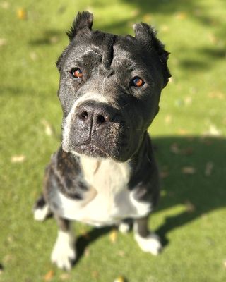 *CORAL - Pit Bull Terrier available for adoption