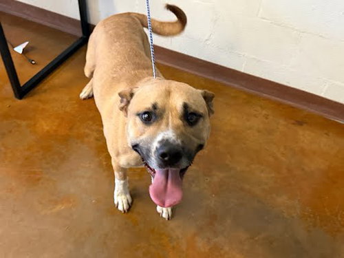 *ARMSTRONG - Pit Bull Terrier available for adoption