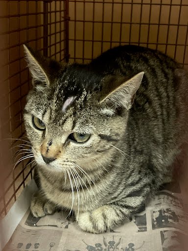 *MON CHERI - Domestic Short Hair available for adoption