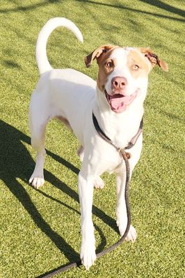 adoptable Dog in Austin, TX named *RAVI