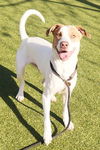 adoptable Dog in  named *RAVI