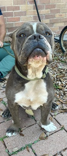GOKU - Bulldog available for adoption