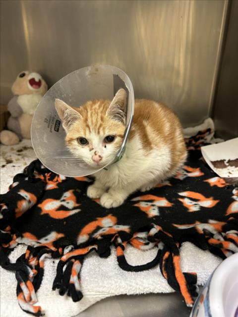 *ECHO - Domestic Short Hair available for adoption