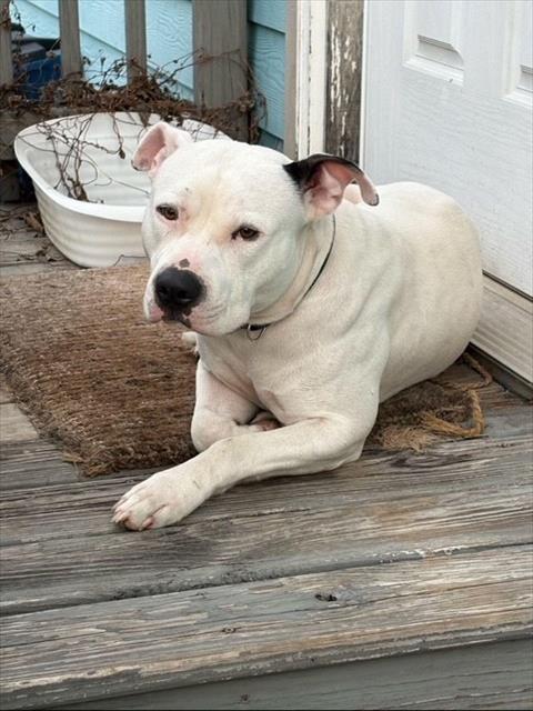*BUSTER - American Pit Bull Terrier available for adoption