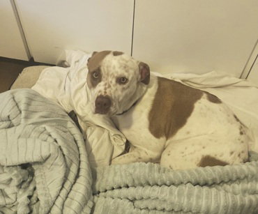 *ROSIE - American Pit Bull Terrier available for adoption