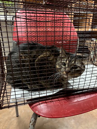 SUZY - Domestic Short Hair available for adoption