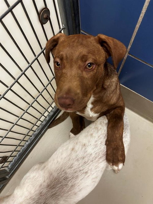 *BUDDY - Labrador Retriever available for adoption