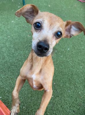 *SAWYER - Chihuahua available for adoption
