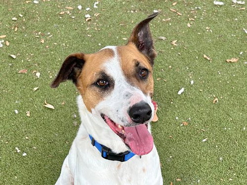 WILSON - American Foxhound available for adoption
