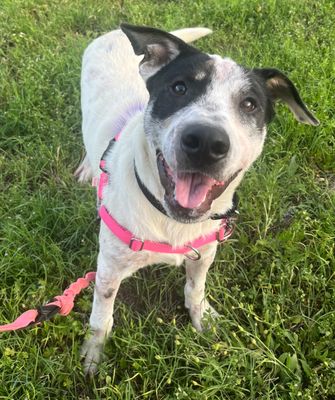 *HENRY - Australian Cattle Dog/Blue Heeler available for adoption