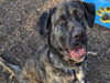 adoptable Dog in  named MOYO