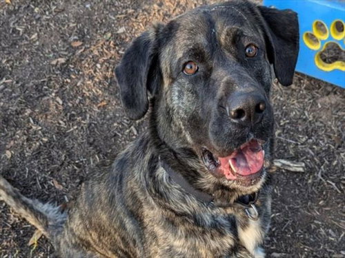 MOYO - Mastiff available for adoption