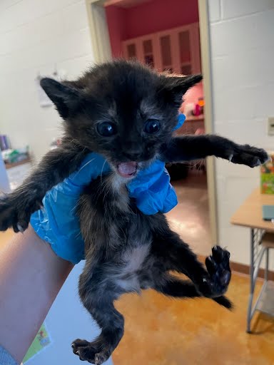 A926982 - Domestic Short Hair available for adoption