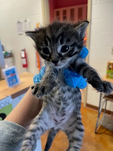 A926984 - Domestic Short Hair available for adoption