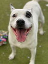 adoptable Dog in  named ELVIS