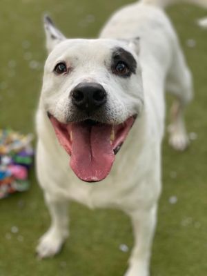 ELVIS - Pit Bull Terrier / Australian Cattle Dog/Blue Heeler available for adoption