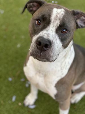 ARES - Pit Bull Terrier available for adoption