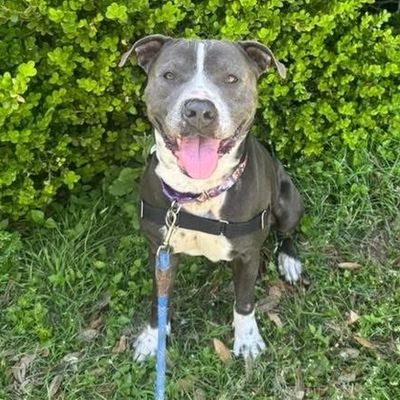 DUSTY RHODES - Pit Bull Terrier available for adoption