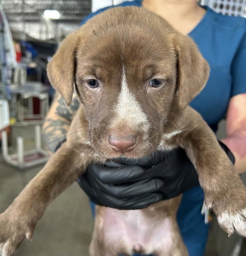 *ALI - Mastiff available for adoption