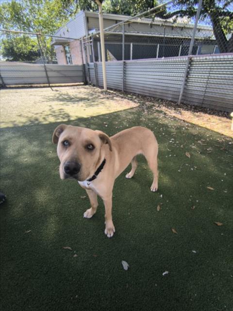 MAISY - Labrador Retriever / American Pit Bull Terrier available for adoption