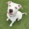 adoptable Dog in  named *BABY SHARK