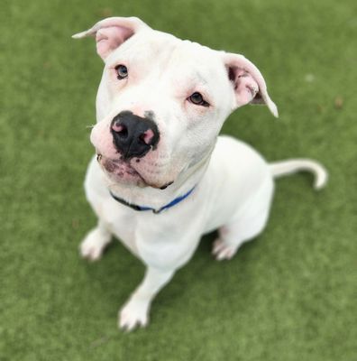 *BABY SHARK - American Pit Bull Terrier available for adoption