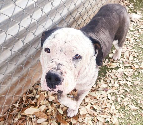 *CHEADDY - Pit Bull Terrier available for adoption