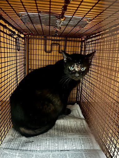 picture of the cat needing adoption