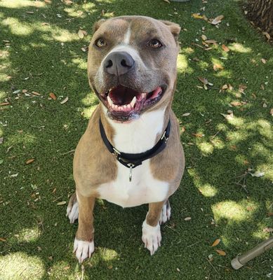 BENZ - Pit Bull Terrier available for adoption