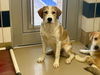 adoptable Dog in  named *ERNIE