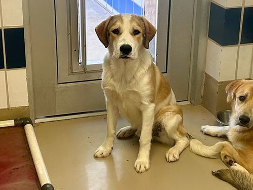 *ERNIE - Great Pyrenees available for adoption