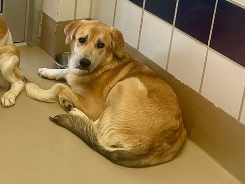 *BERT - Great Pyrenees available for adoption
