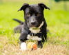 adoptable Dog in  named *CAKE