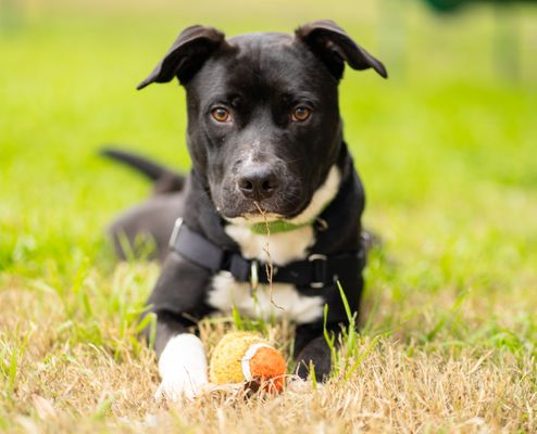 *CAKE - American Staffordshire Terrier available for adoption