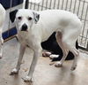 adoptable Dog in  named LOLA