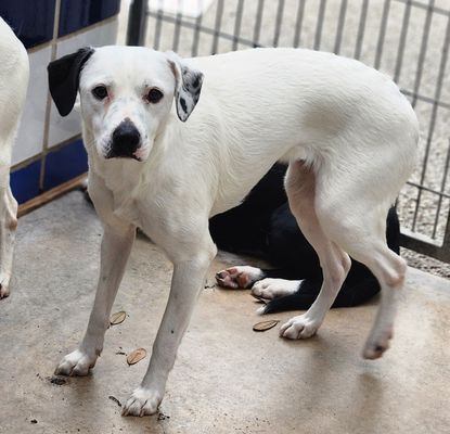 LOLA - Border Collie / Australian Cattle Dog/Blue Heeler available for adoption