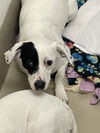 adoptable Dog in  named DAISY